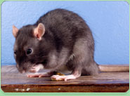 rat control West Bromwich